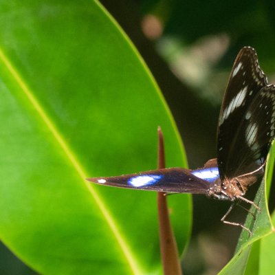 Hypolimnas bolina (-), TH, Krabi