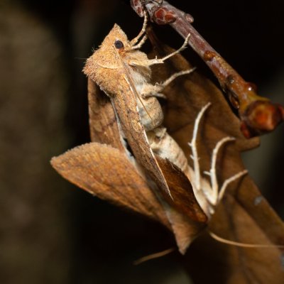 Jodia croceago (zlatokřídlec vzácný), PR Kamenný vrch