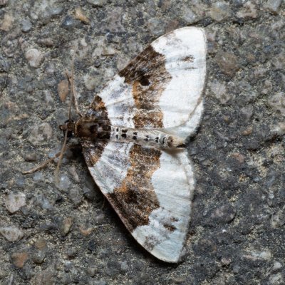 Cosmorhoe ocellata (píďalka očkovaná), SK, Súľov-Hradná