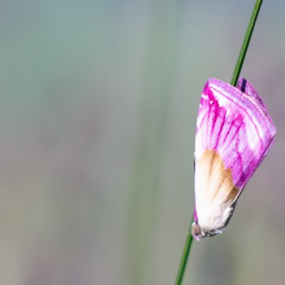 Eublemma purpurina (drobnička pcháčová), Čebínský kopec