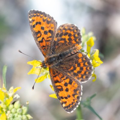 Melitaea trivia (hnědásek jižní), PR Svatý kopeček
