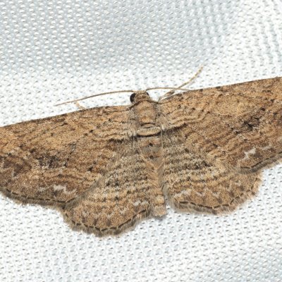 Horisme tersata (píďalka plaménková), NPP Jeskyně Pekárna