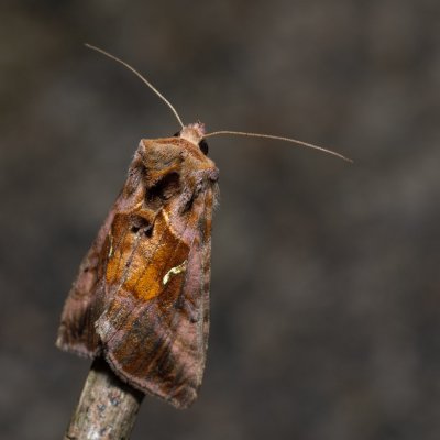 Autographa pulchrina (kovolesklec brusnicový), Kateřinská jeskyně