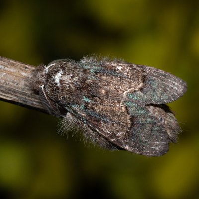 Syntypistis sp., TH, Khao Sok