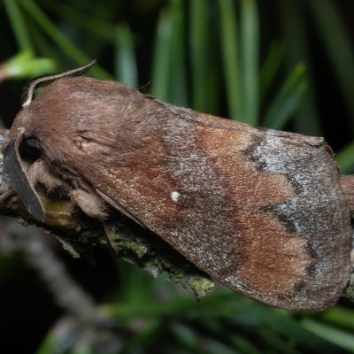 Dendrolimus pini (bourovec borový), PP Černice