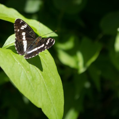 Limenitis camilla (bělopásek dvouřadý), NPR Zahrady pod Hájem