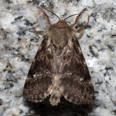 Pharmacis carna (hrotnokřídlec horský), SK, Štôla