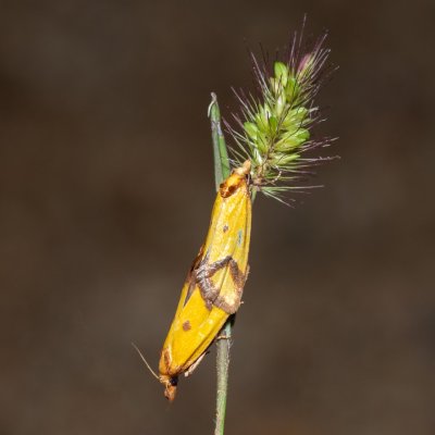 Agapeta zoegana (obalečík kroužkovaný), Bratčice