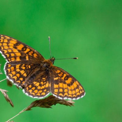 Melitaea athalia (hnědásek jitrocelový), Helenčina studánka