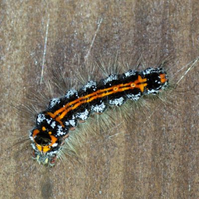 Euproctis similis (bekyně pižmová), PR Templštejn