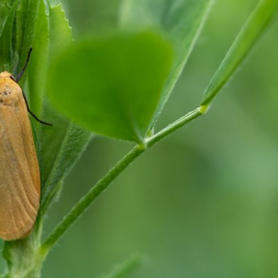 Eilema sororcula (lišejníkovec žlutý), Žebětín
