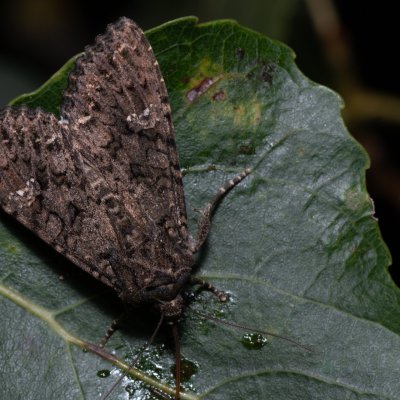 Mamestra brassicae (můra zelná), Hrušovany u Brna