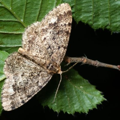 Parectropis similaria (různorožec lískový), Podkomorské lesy, Kopeček