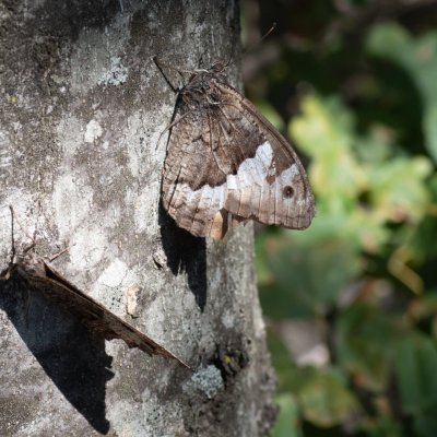 Hipparchia fagi (okáč medyňkový), HR, Jablanac
