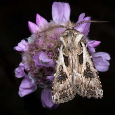 Agrotis vestigialis (osenice písečná), PP Pánov