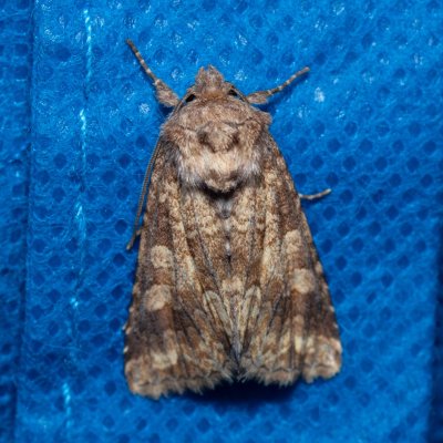 Conisania luteago (můra žlutavá), Zbýšovská halda