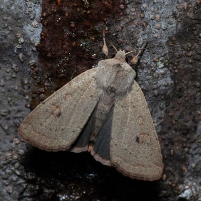 Xestia castanea (osenice borůvková), HR, Jablanac