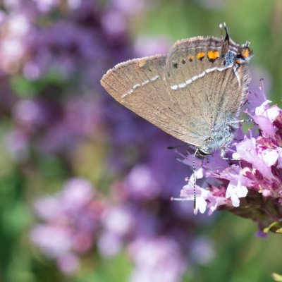 Satyrium spini (ostruháček trnkový), Hády