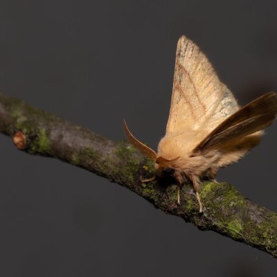 Malacosoma neustria (bourovec prsténčivý), PP Skalky u Sedlece