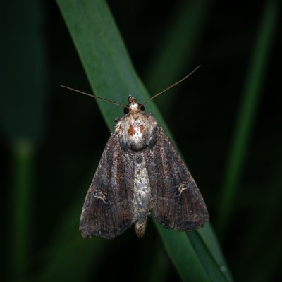 Helotropha leucostigma (šedavka pobřežní), Střelice