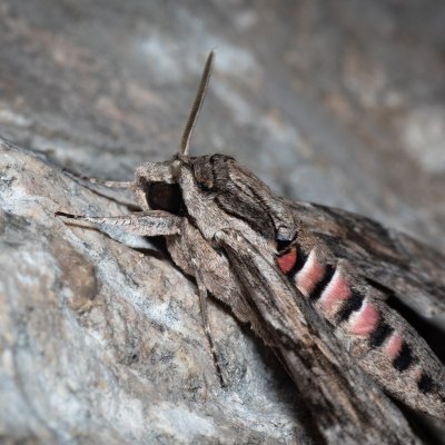 Agrius convolvuli (lišaj svlačcový), HR, Jablanac