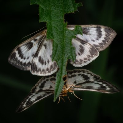Anania hortulata (zavíječ zahradní), PP Prameniště Pohořského potoka