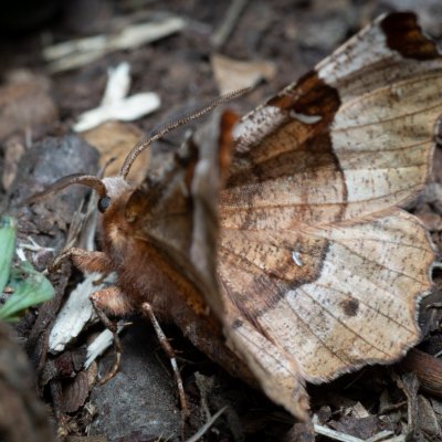 Selenia tetralunaria (zejkovec čtyřměsíčný), Lysá hora u Ochozu