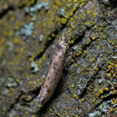Ypsolopha ustella (-), Žebětín