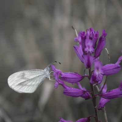 Leptidea juvernica/sinapis (bělásek luční/hrachorový), NPP Malhotky