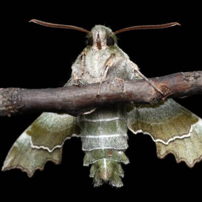 Proserpinus proserpina (lišaj pupalkový), Hády