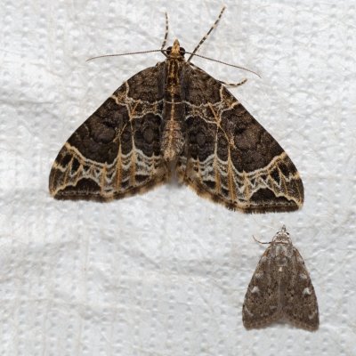 Ecliptopera silaceata (píďalka hnědohlavá), Nola confusalis (drobnuška brusnicová), Podkomorské lesy, Kopeček