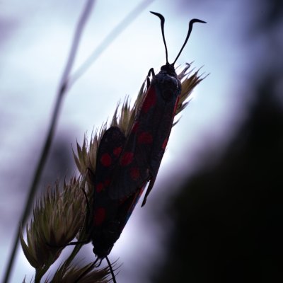 Zygaena filipendulae (vřetenuška obecná), SK, Štôla