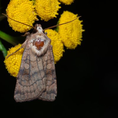 Xestia sexstrigata (osenice stínovaná), PP Střelická bažinka