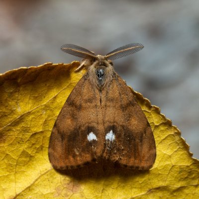 Orgyia antiqua (štětconoš trnkový), Kývalka