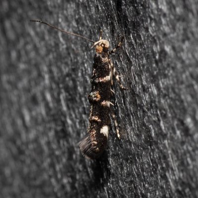 Eteobalea serratella (-), Havranické vřesoviště