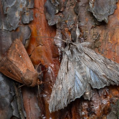 Auchmis detersa (šedavka dřišťálová), PP Černice