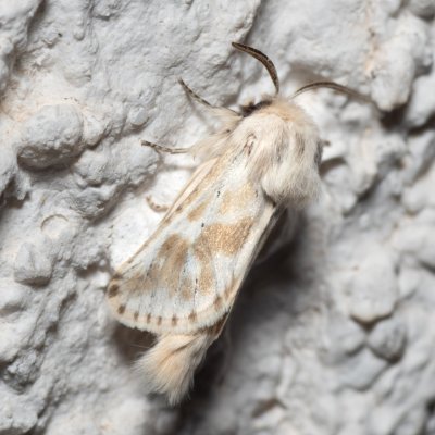 Dyspessa ulula (drvopleň cibulový), HR, Jablanac