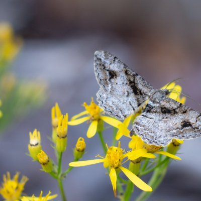 Alcis bastelbergeri (různorožec černopásý), SK, NPR Dolina Bielej vody, Tatry
