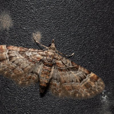 Gymnoscelis rufifasciata (píďalička zarudlá), Kývalka