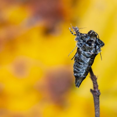 Agriopis aurantiaria (tmavoskvrnáč zlatavý), Žebětín