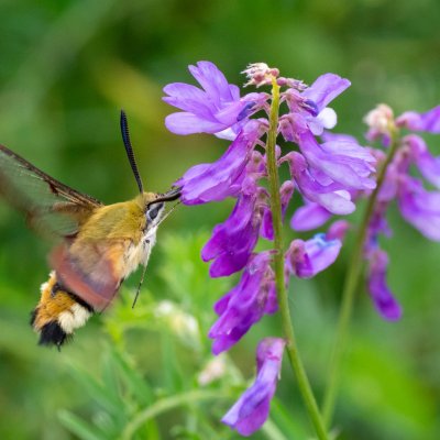 Hemaris fuciformis (dlouhozobka zimolezová), PP Velká Klajdovka