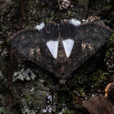 Aedia leucomelas (tmavopáska jižní), PP Na cvičišti