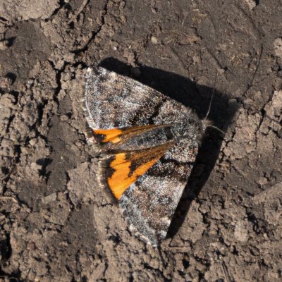 Boudinotiana notha (černoproužka osiková), Pouzdřany/Ivaň