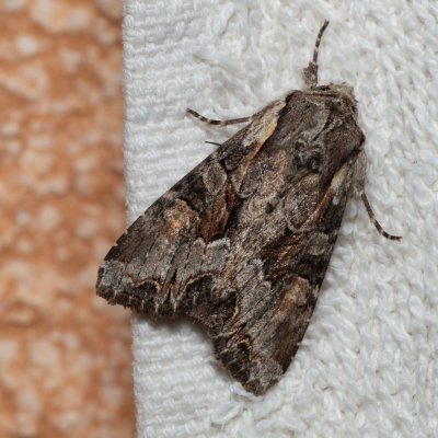 Lacanobia w-latinum (můra kručinková), IT, Kuens, Jižní Tyrolsko