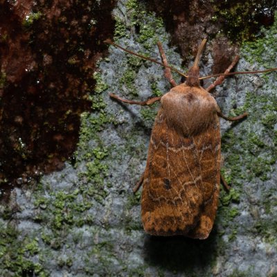 Conistra vaccinii (zimovnice brusnicová), Kývalka