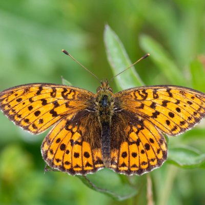 Brenthis ino (perleťovec kopřivový), SK, Štôla