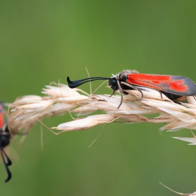 Zygaena punctum (vřetenuška čtverotečná), Nosislav - Kyndlířky