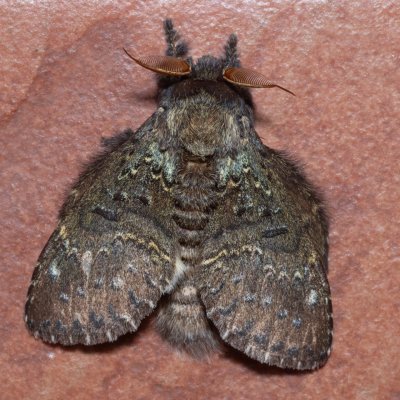 Stauropus major (-), TH, Khao Sok