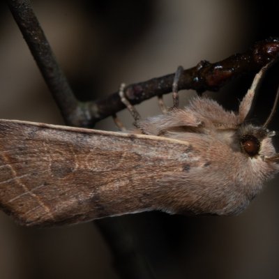 Orthosia cerasi (jarnice lipová), Žebětín