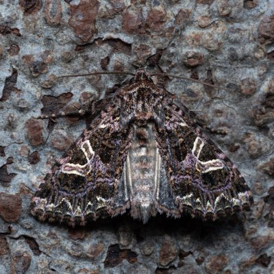 Sideridis rivularis (můra silenková), PP Kamenný vrch u Kurdějova